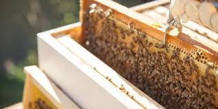 The South-West a buzz as beekeepers help South Australian farmers 