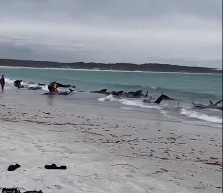 BREAKING: Around 70 pilot whales stranded on beach near Albany