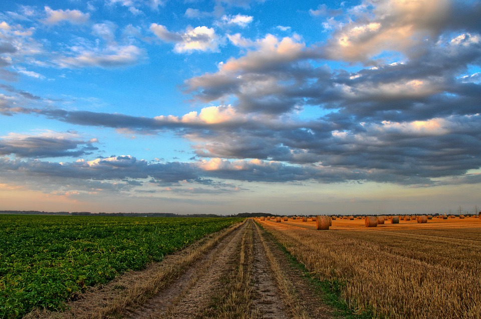 A tale of two halves across WA in the first crop figures of the year