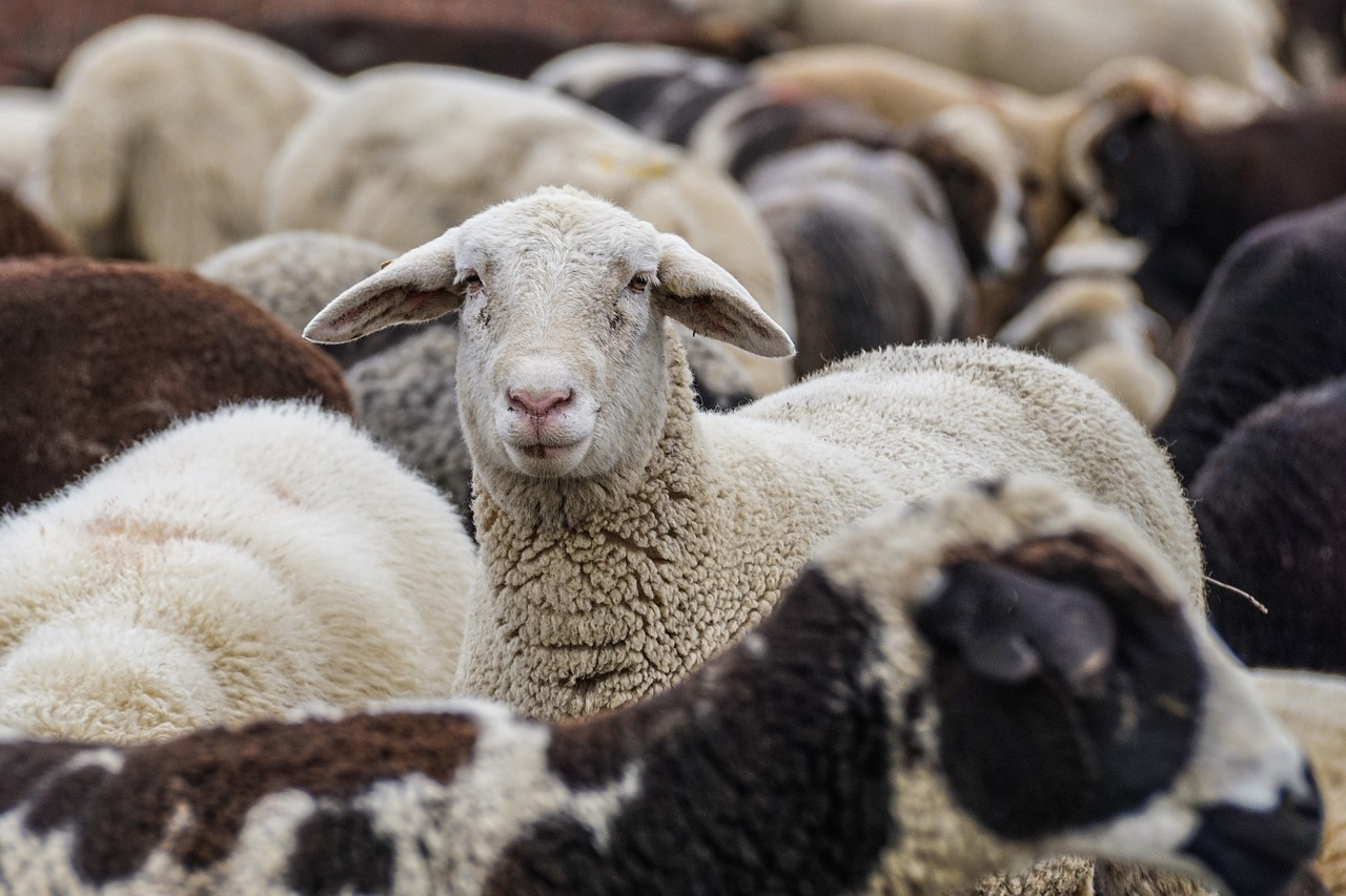 Coalition's election pledge to save the live sheep sector