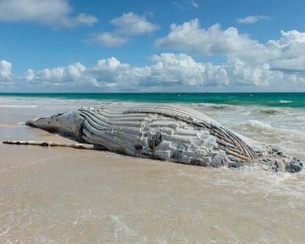 Work continues to remove 13 metre whale from City Beach this morning episode artwork