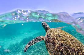 Marine heatwave taking it's toll of the Ningaloo Reef
