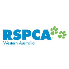 Renewed push to ban calf roping in WA