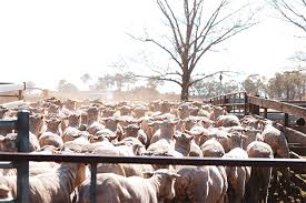 WA sale yards and abattoirs will begin scanning electronic ID tags  for sheep from tomorrow