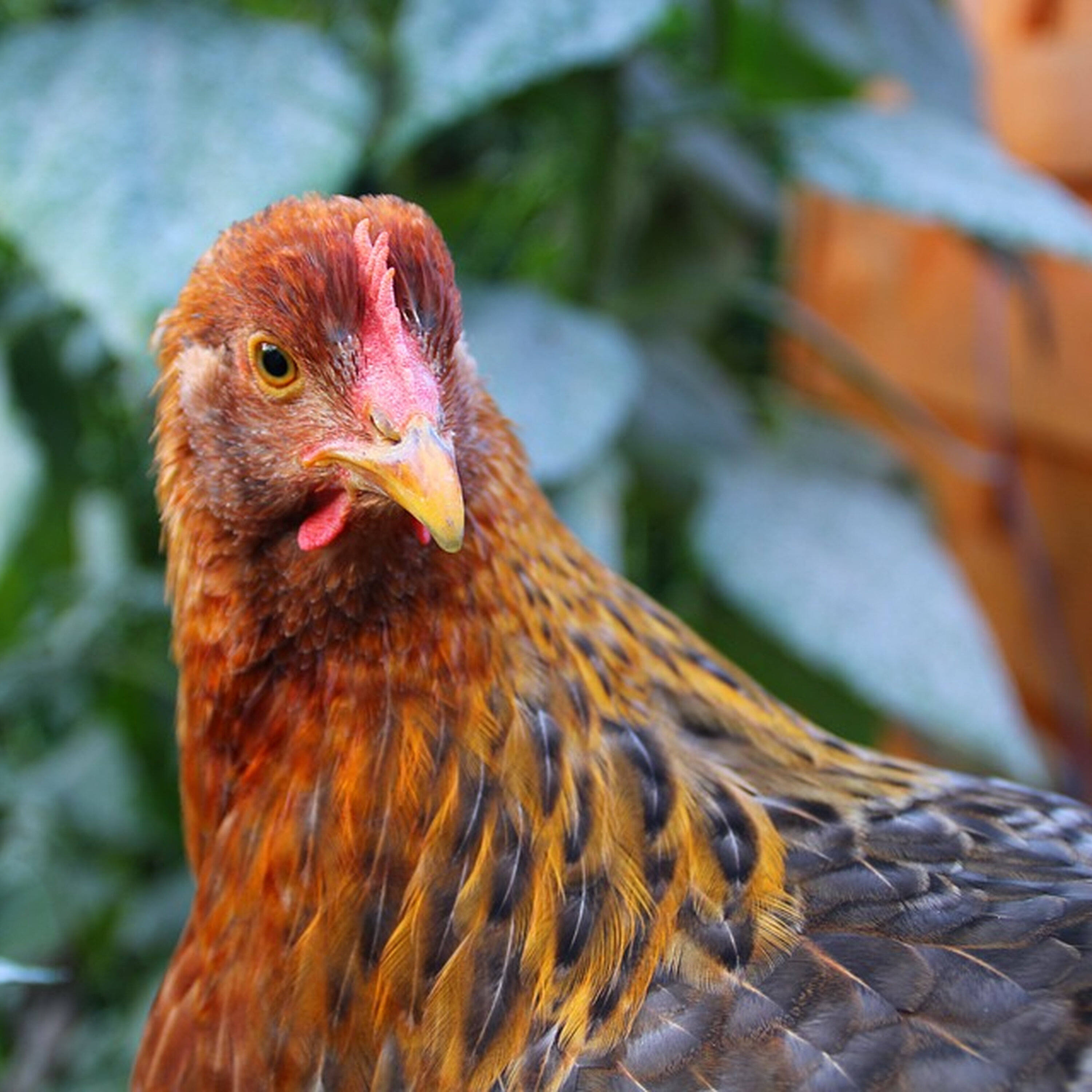 WA hoping for the best but preparing for the worst as concerns grow over H5 Bird Flu episode artwork