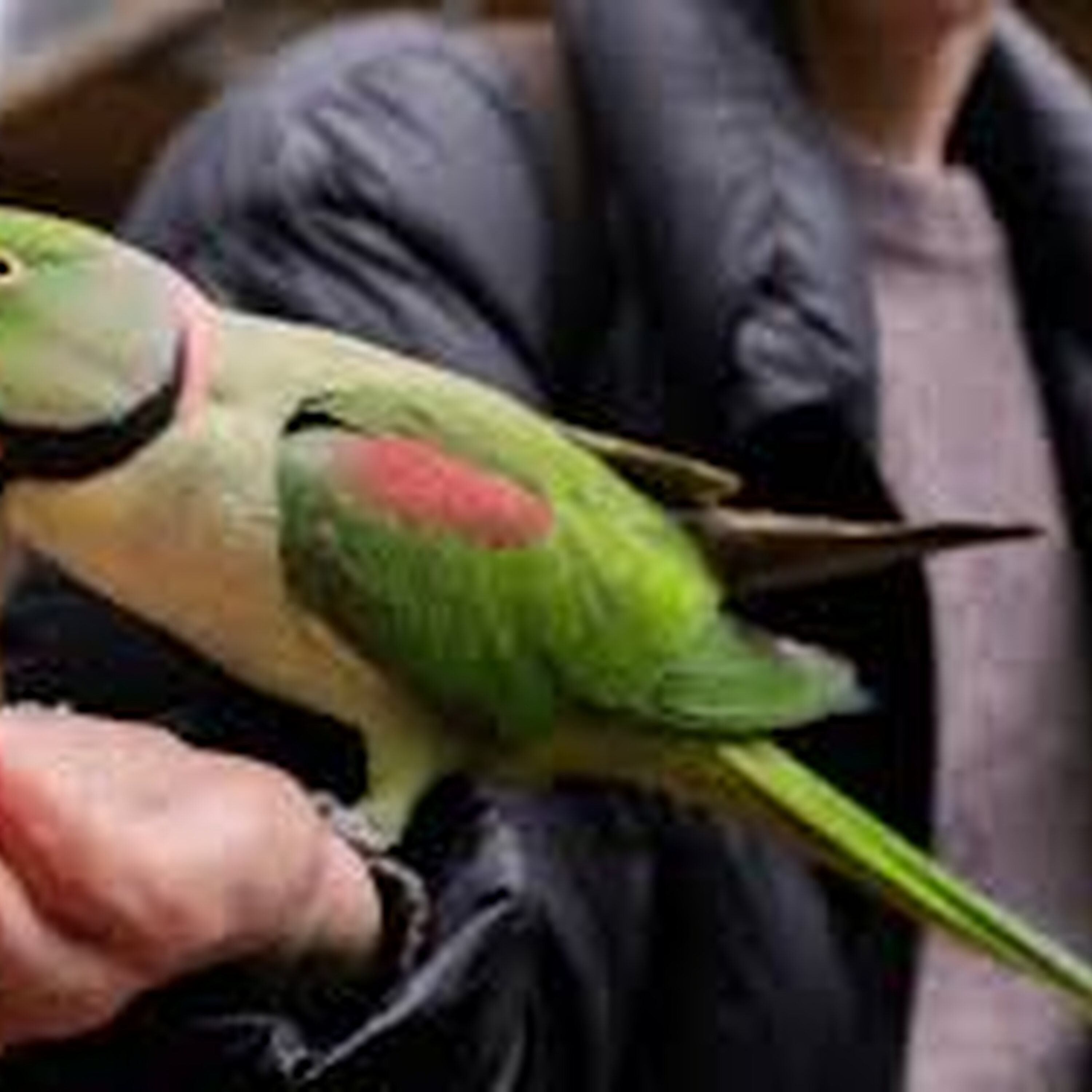 Spring celebrations as the Bunbury Wildlife Park turns 40