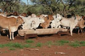 PM insists softening beef biosecurity laws off the table in tariff talks with US