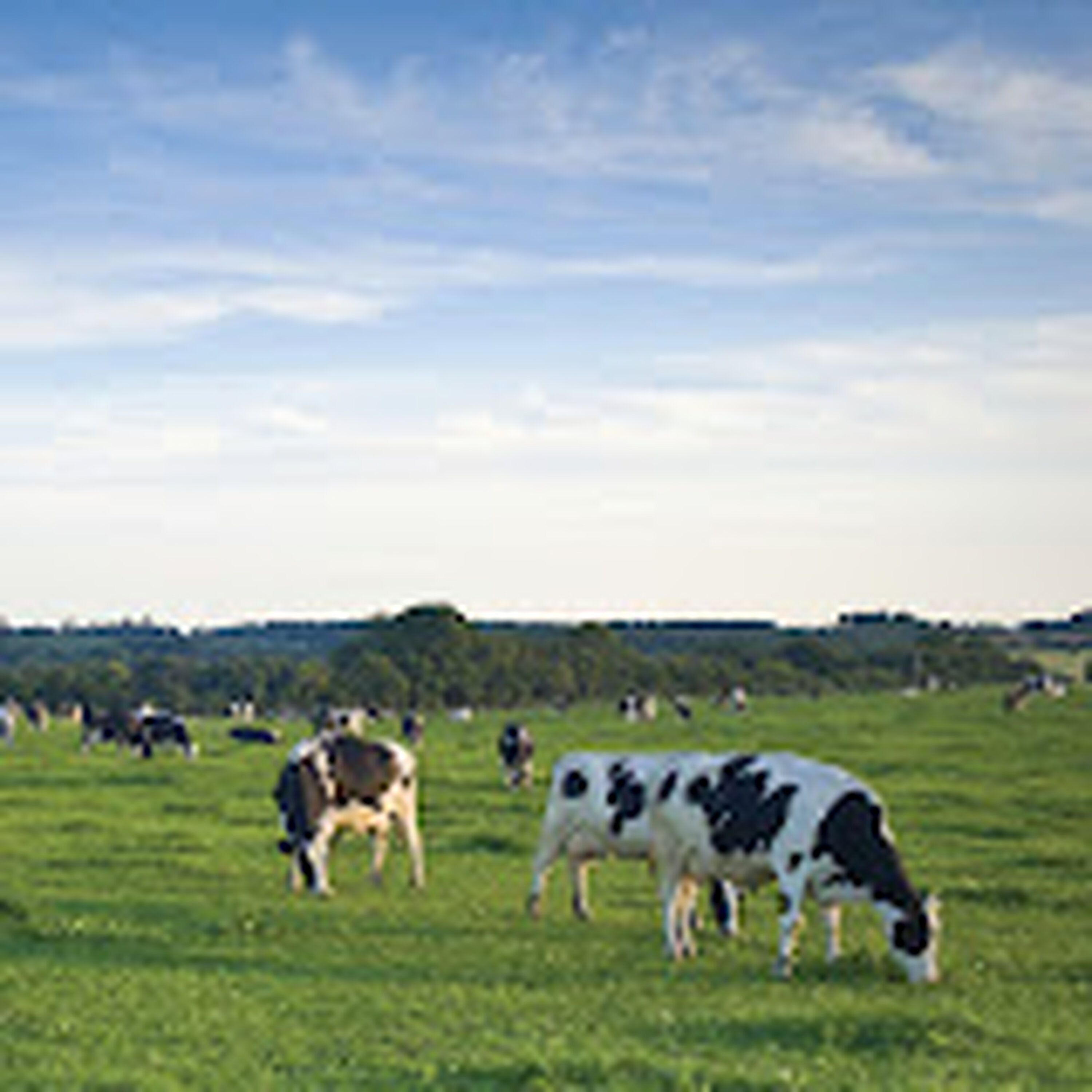 A major South-West dairy goes into liquidation