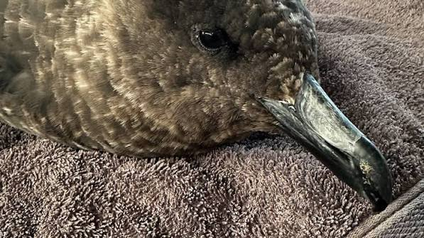 Margaret River's Wildlife hospital to open next month episode artwork