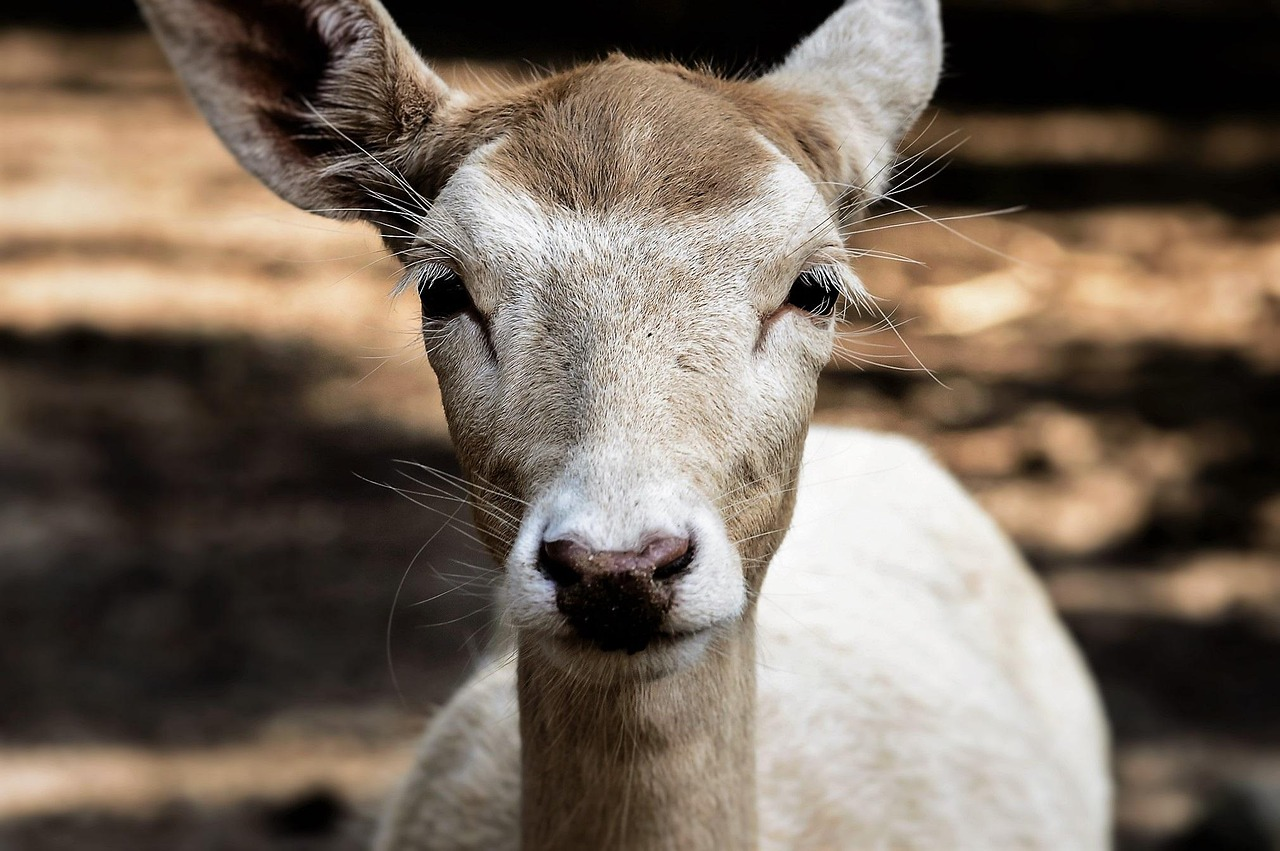 Fresh warnings on feral deer ahead of breeding season
