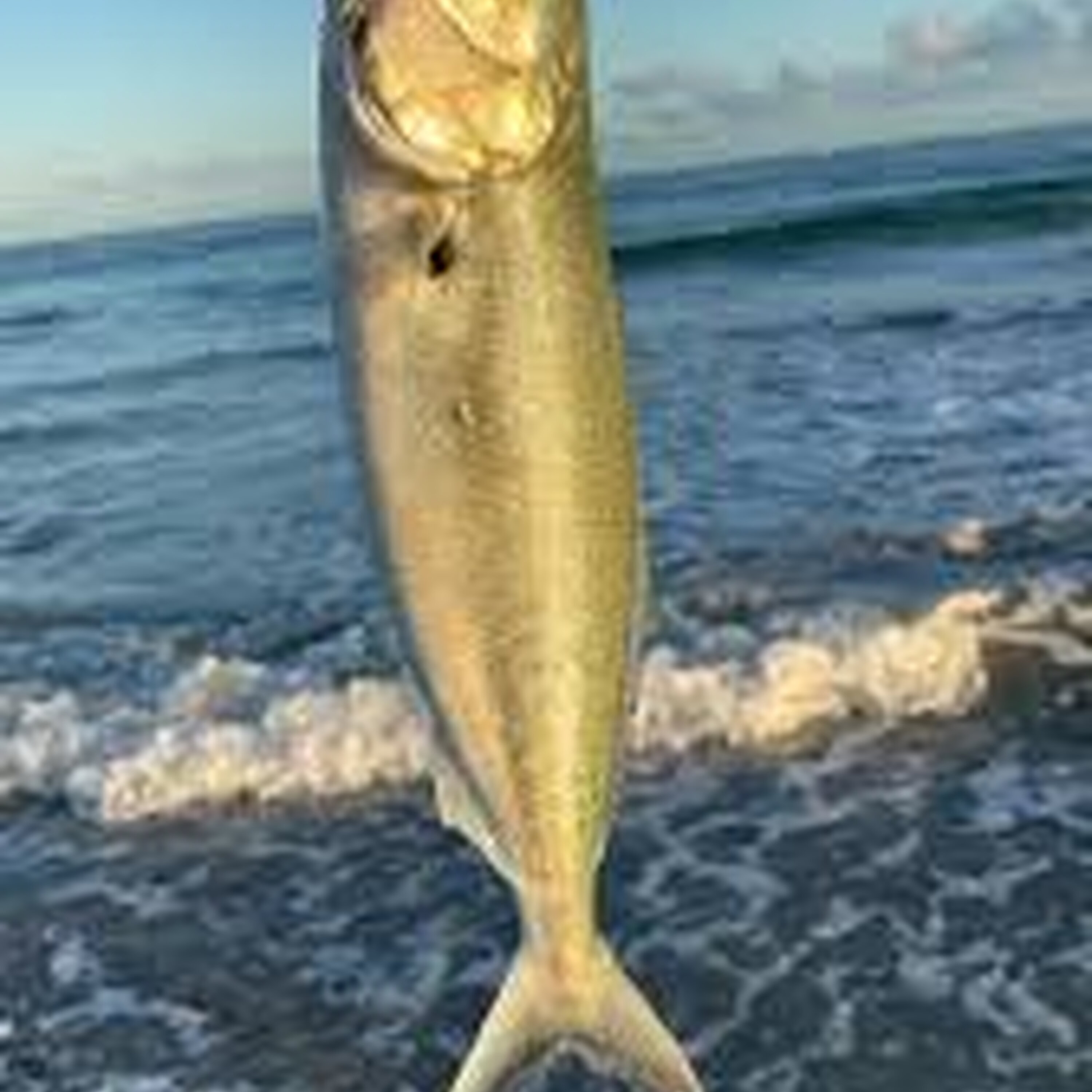 The WA Government appoints a committee on demersal fishing.