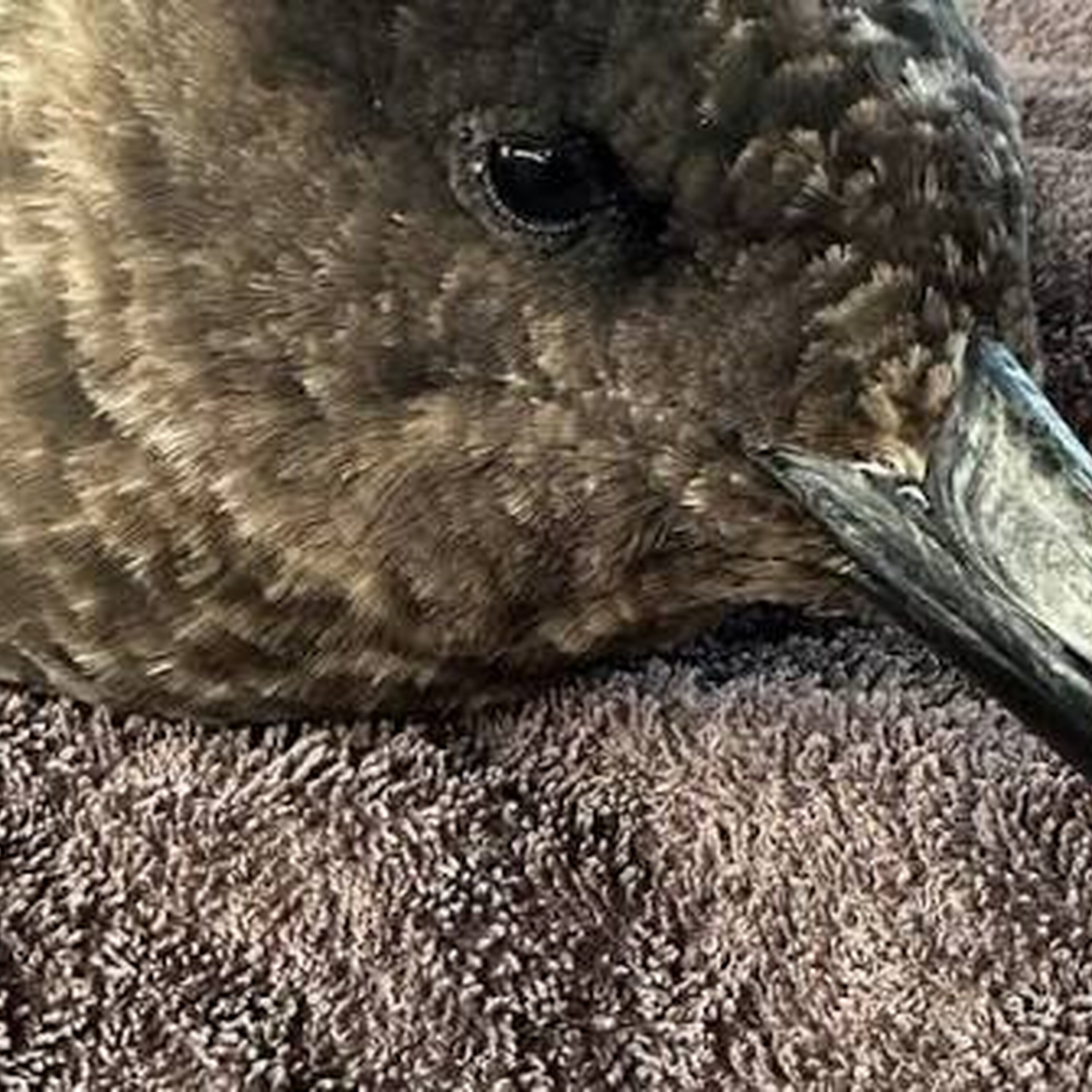Third suspected case of Bird Flu found in the South-West
