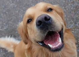 The RSPCA WA Animal Welfare Awards returning for 2025