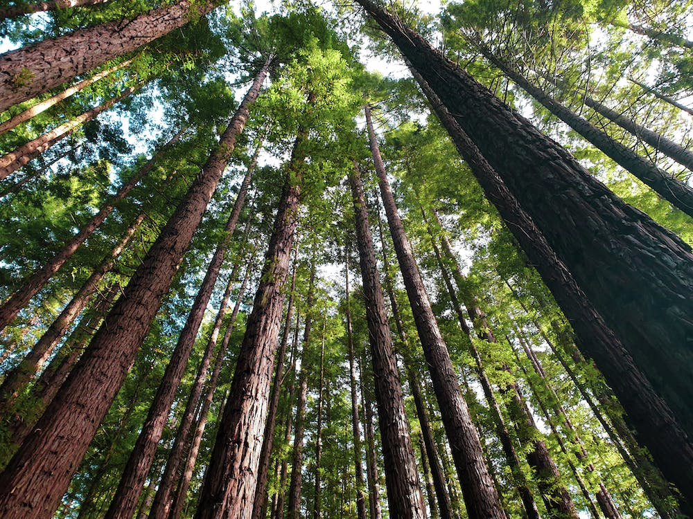 West Aussies encouraged to go green with 'treebate' initiative 