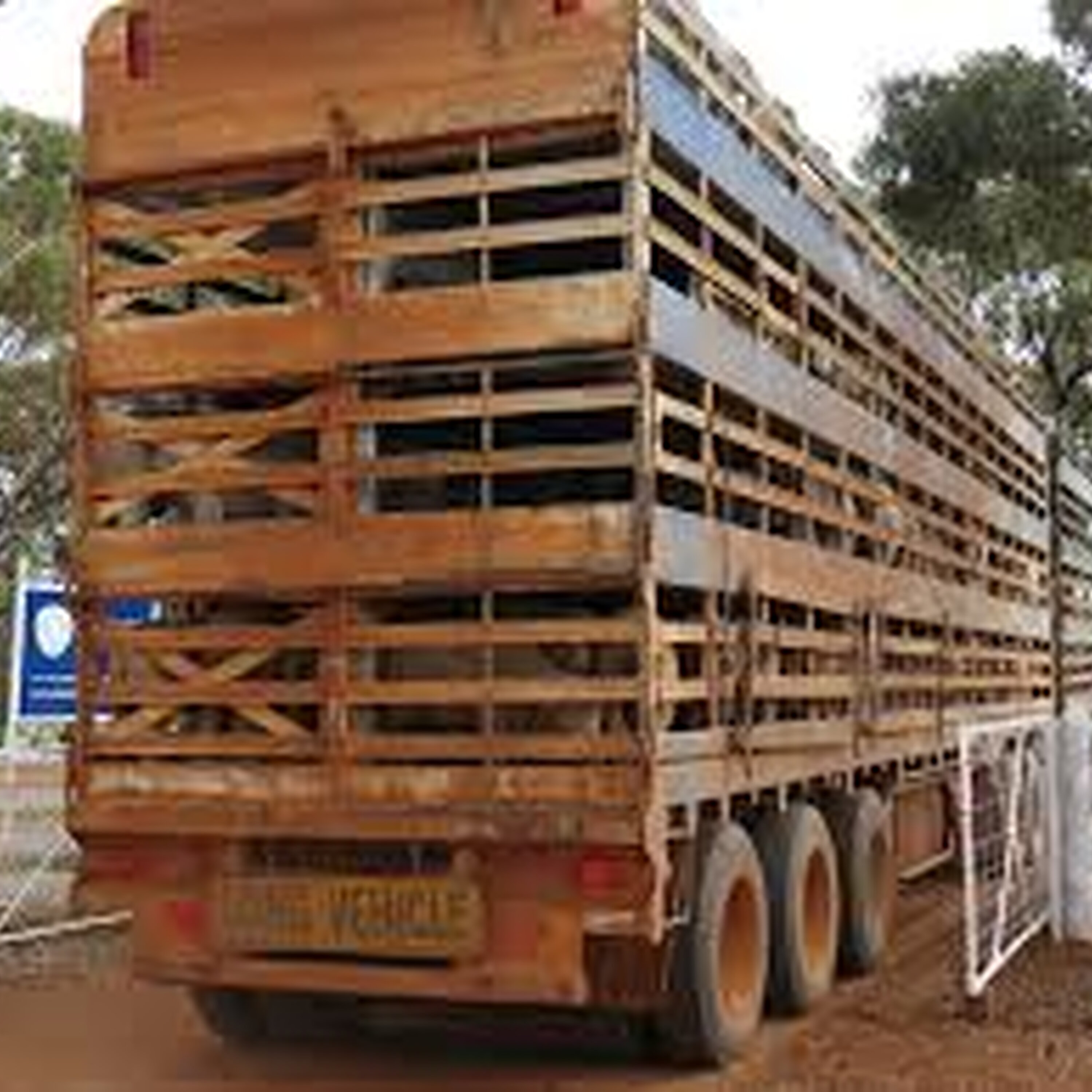 There are no live export ships booked to take WA sheep overseas this year