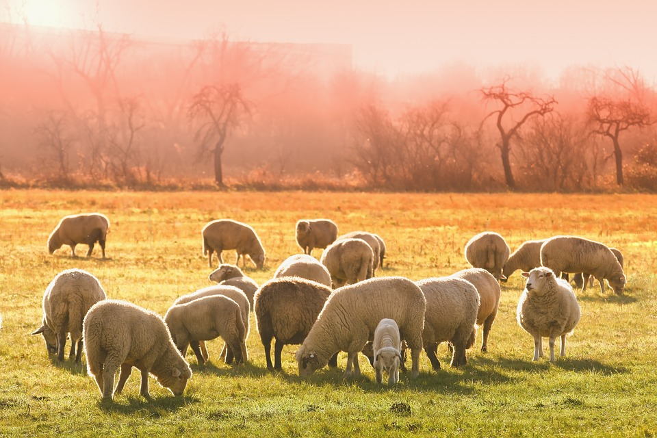 New Liberal leader backs the live sheep export trade