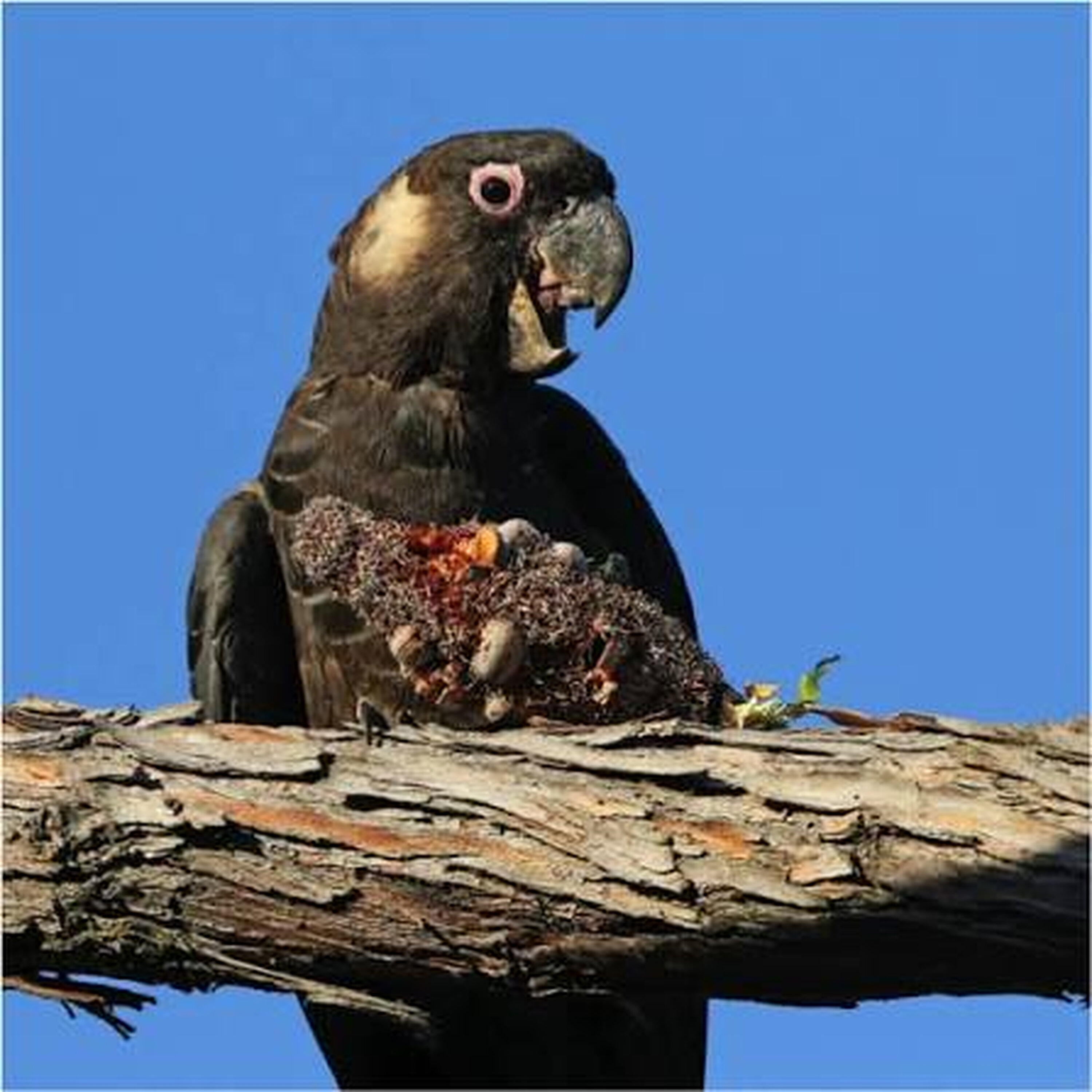 Rare South West Cockatoos in vaccine trial for Bird Flu