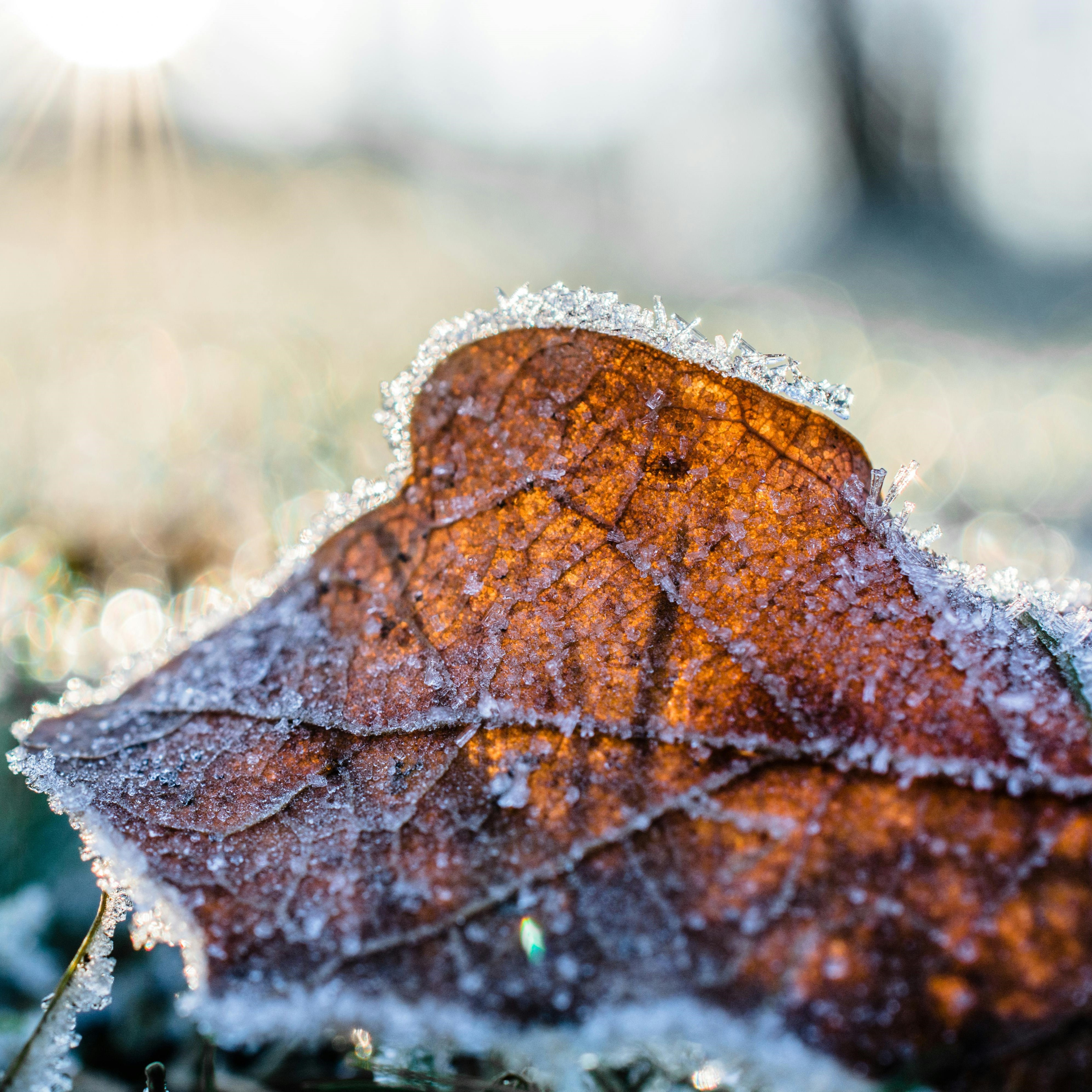 Unusually warm winter forecast for regional Victoria