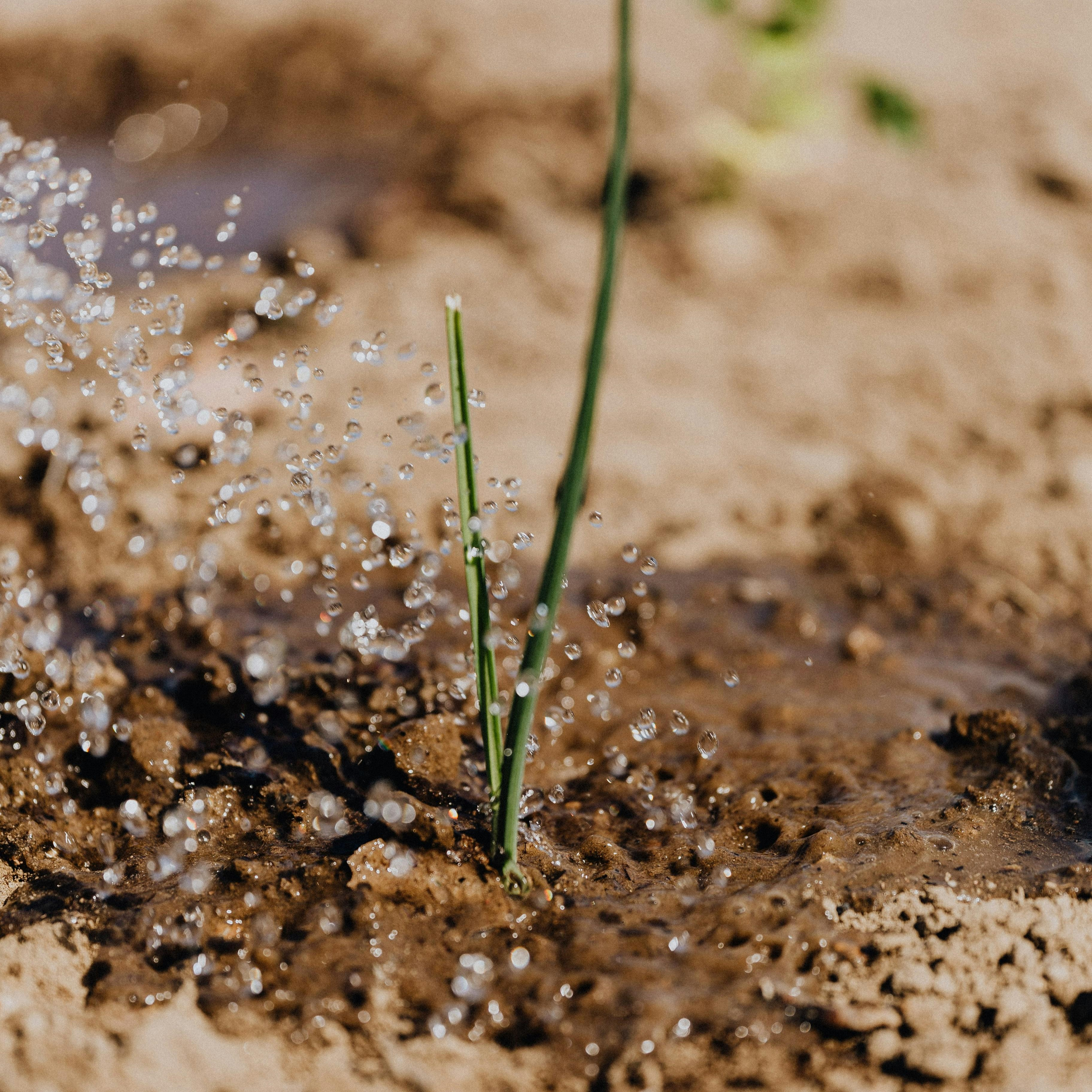 Victorian farmers call for urgent drought relief