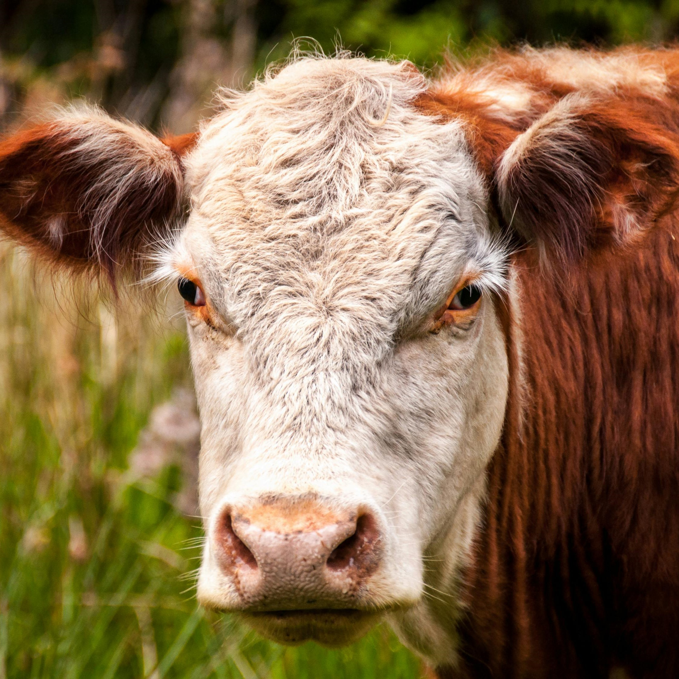 Federal agriculture department being grilled over US beef decision
