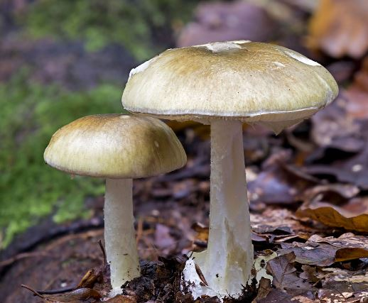 Mushroom cook Erin Patterson locks in appeal dates for August