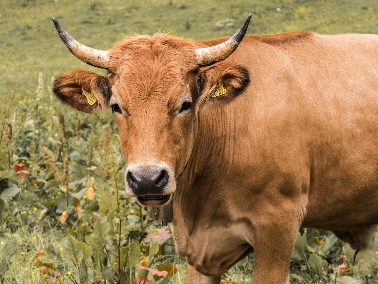 Local farmers react to the easing of US Beef import restrictions 