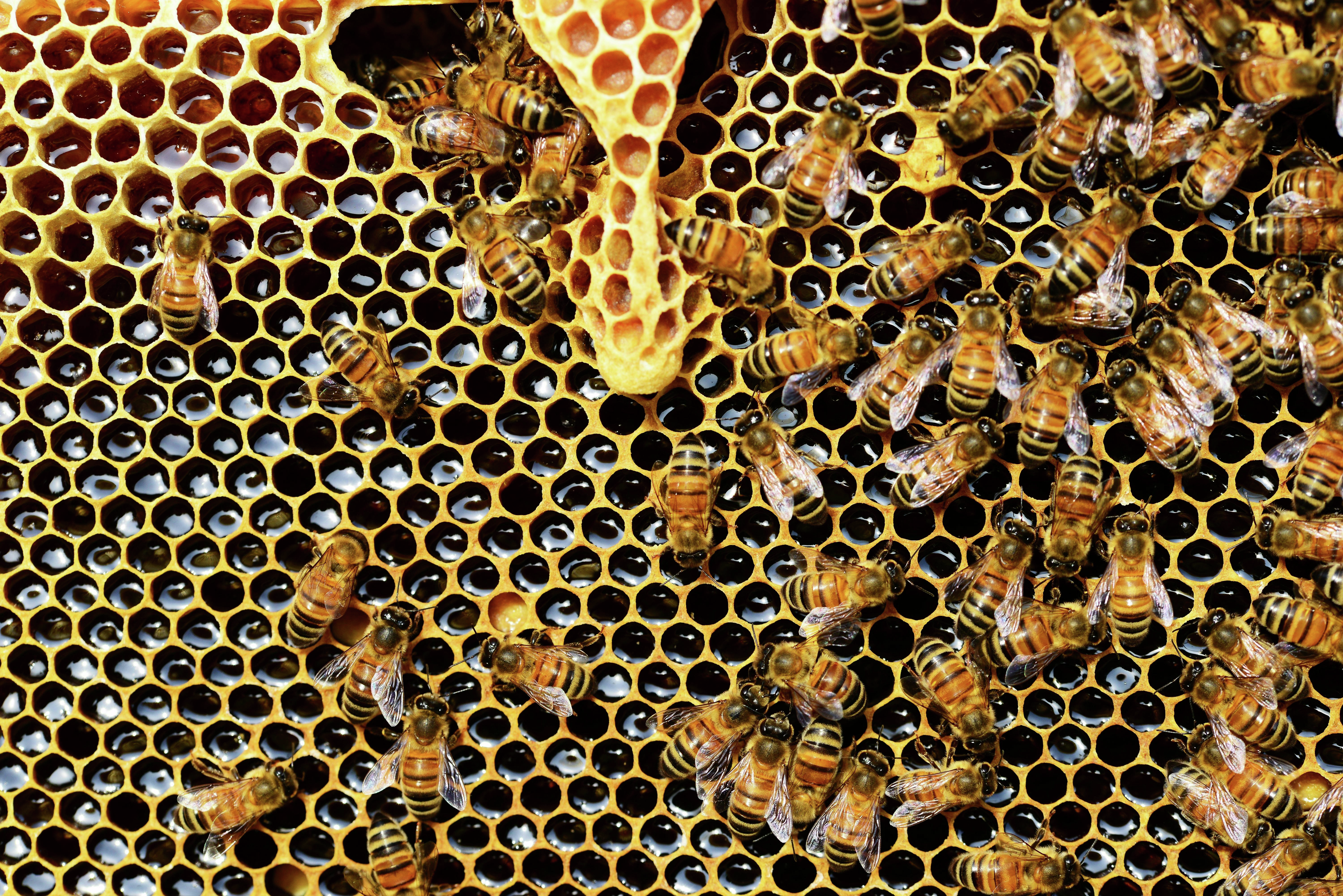 The NSW EPA looking into Bee deaths in Corowa