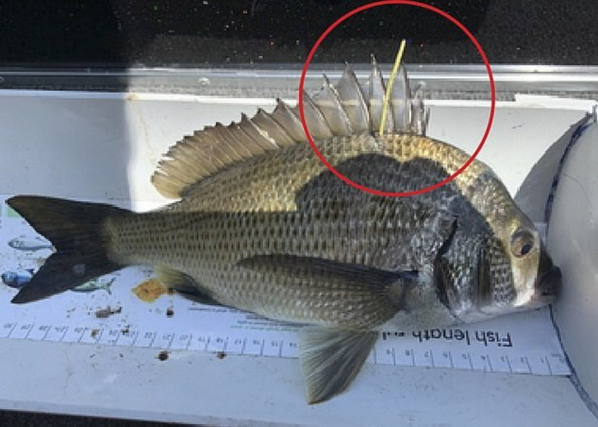 This fish could make you $10k richer!