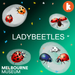 Ladybeetles