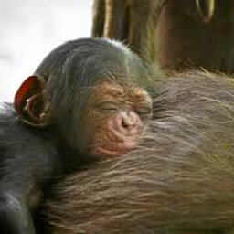 How You Can Name The New Baby Chimp At The Rocky Zoo