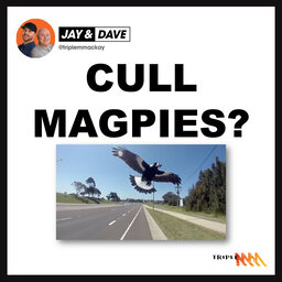 Cull the magpie numbers or not