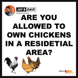 Are you allowed to have chickens or roosters in a residential area