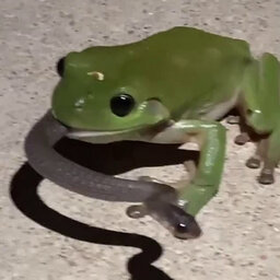 HIGHLIGHT: Woman Filmed A Tree Frog Eating A Snake!