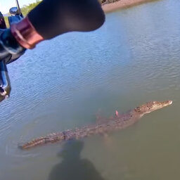 "That is NOT a stick" North Queensland Fisherman Snagged A Croc!