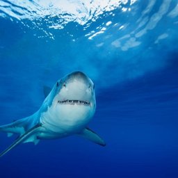 Cid Harbour Shark Attack - Zarisha Bradley 9 News Mackay