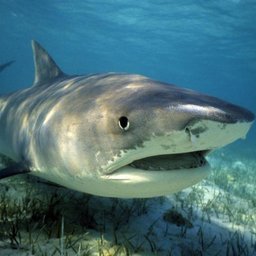 Whitsundays Shark Cull / Torn Notes