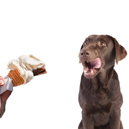 Mackay & Whitsunday Residents Reveal If They'd Eat Ice Cream After Letting Their Dog Lick It