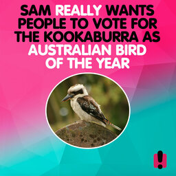 Sam Wants People To Vote Kookaburra for 'Australian Bird of The Year'