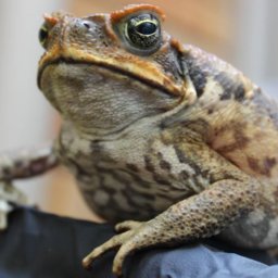 Mandy & Akmal - Stinky sausages made of cane toad flesh have been scattered from helicopters in a world-scale trial | Mandy has another quilt update | Suburban Roll Call Mandy & Akmal - Stinky sausages made of cane toad flesh have been scattered from helicopters in a world-scale trial | Mandy has another quilt update | Suburban Roll Call