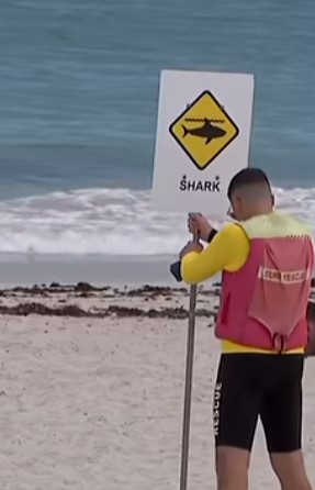 Beaches closed after fatal shark attack episode artwork