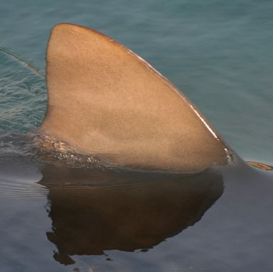 FATAL SHARK ATTACK: Teen killed at popular tourist destination