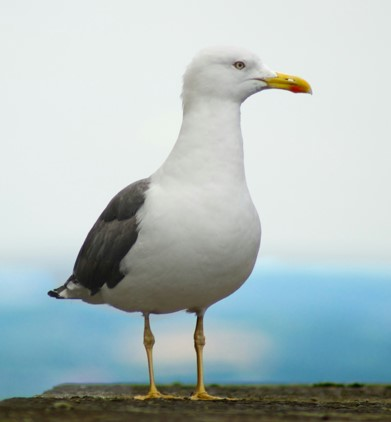 Second potential mass mortality incident caused by H5 bird flu under investigation episode artwork