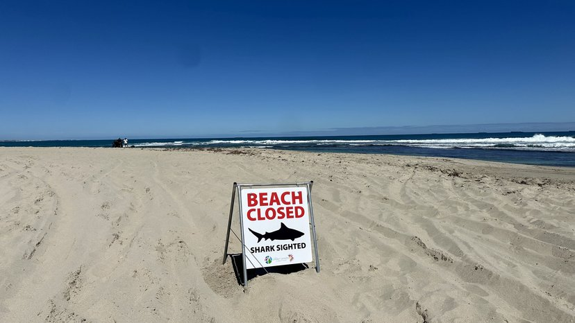 Surfer seriously injured in shark attack episode artwork