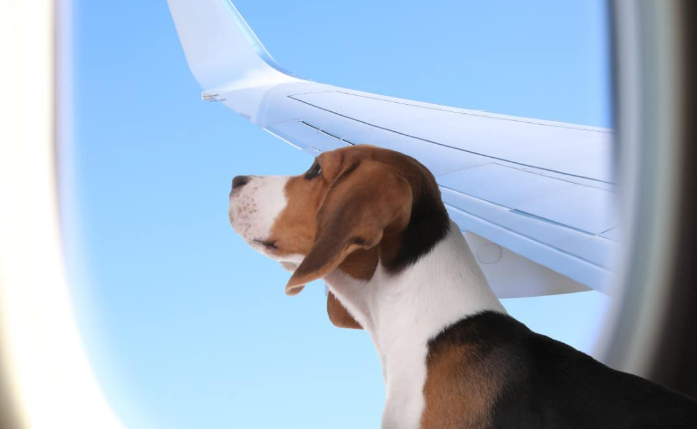 Virgin Australia to let pets fly in cabin