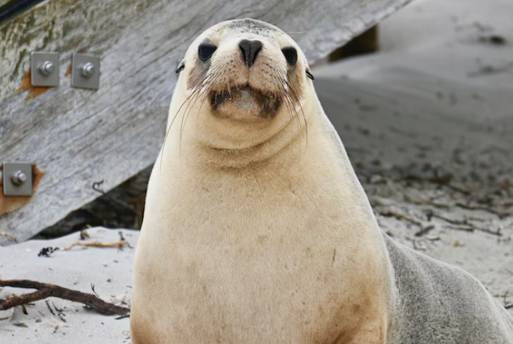 SA records first bird flu case in a sea lion episode artwork
