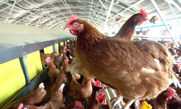 SA confirms first H5 strain of bird flu episode artwork
