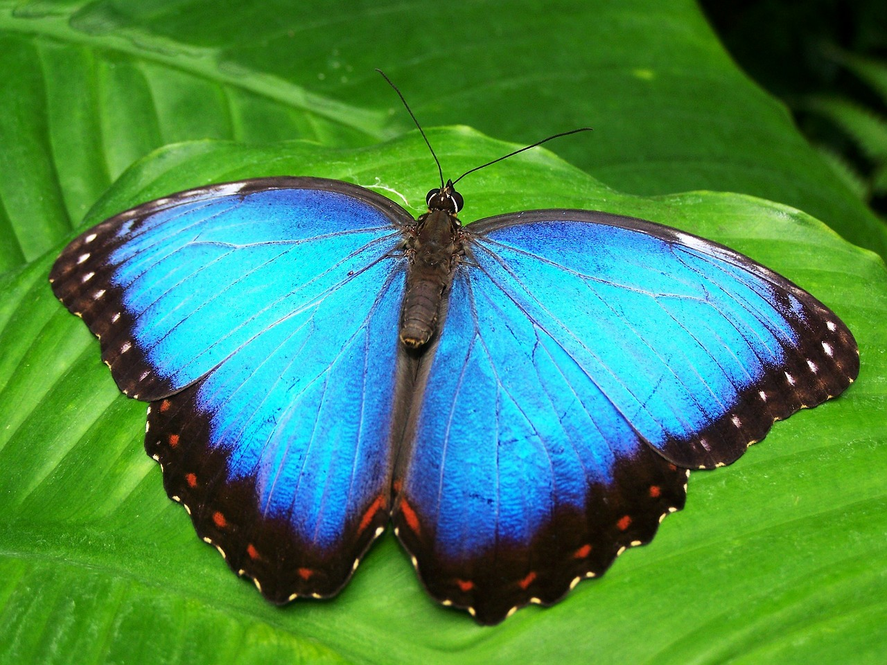 Find out how many legs a butterfly has!
