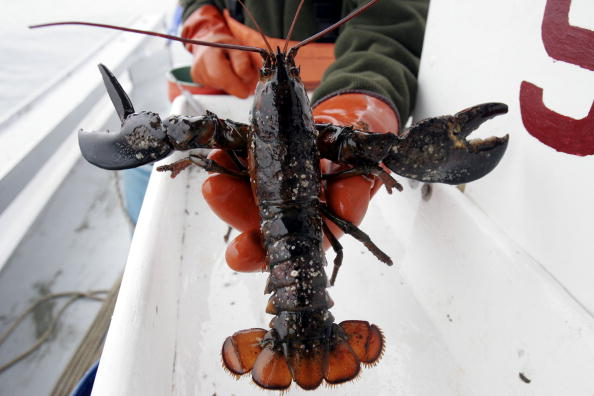 Fatal Attraction:  A Special Report on How Lobsters Do It
