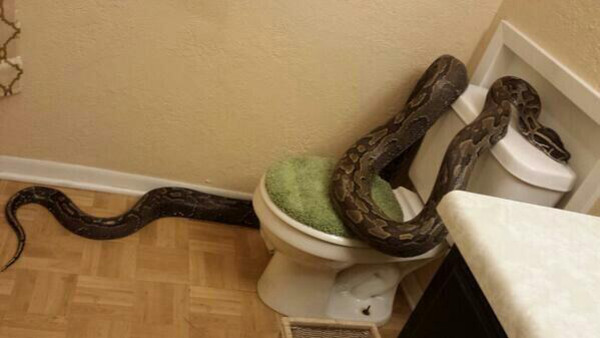 Don't try kill or catch snakes in your home, warns expert