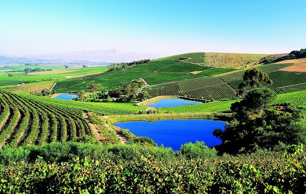 Secret Something: Stellenbosch Wine Routes